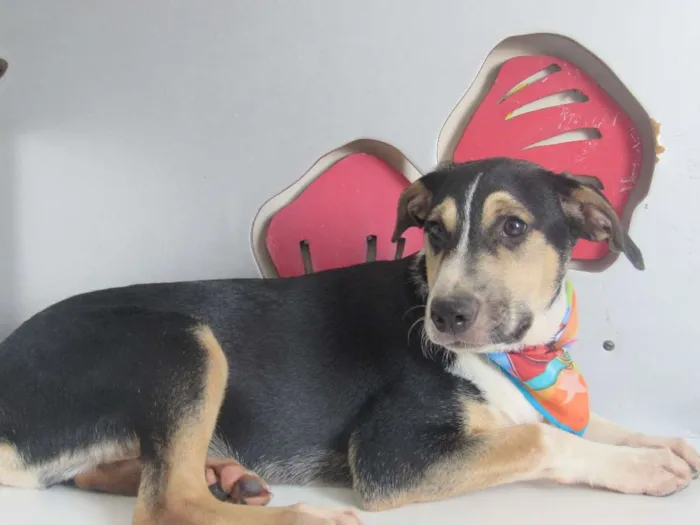 Cachorro raça SRD idade 2 a 6 meses nome Bruce