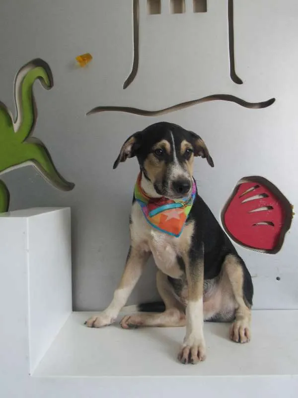 Cachorro raça SRD idade 2 a 6 meses nome Bruce