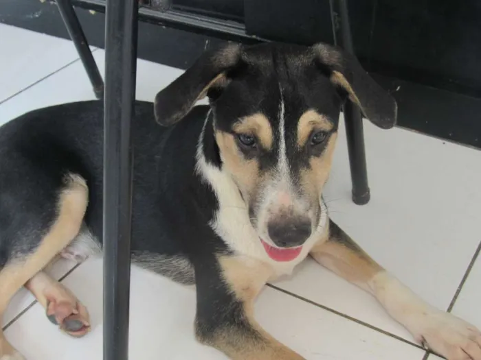 Cachorro raça SRD idade 2 a 6 meses nome Bruce