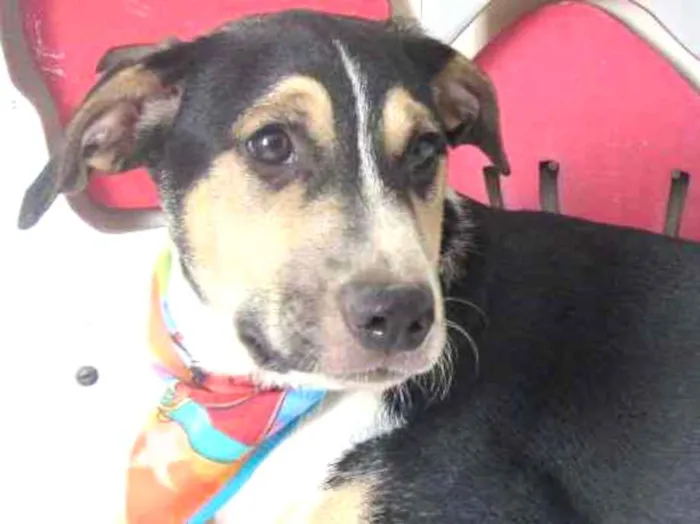 Cachorro raça SRD idade 2 a 6 meses nome Bruce