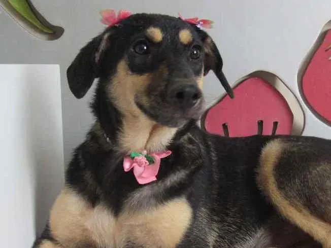Cachorro ra a srd idade 7 a 11 meses nome Lita