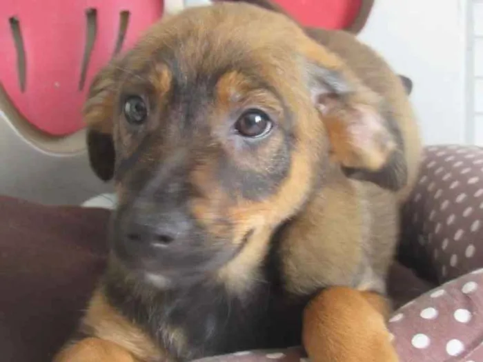 Cachorro ra a SRD idade 2 a 6 meses nome Ian