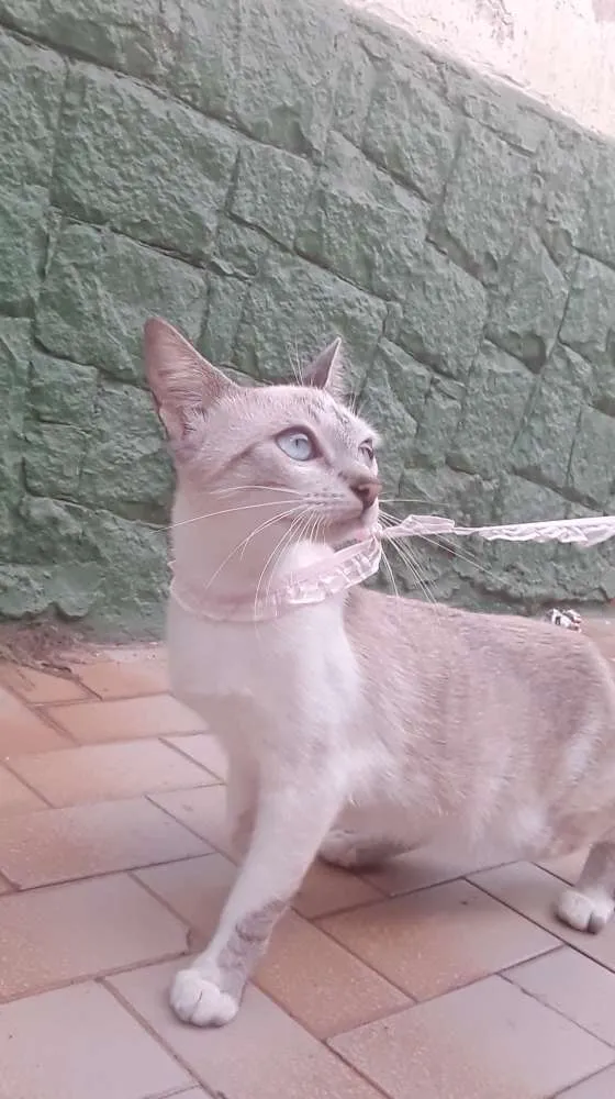 Gato ra a Siamesa clara idade 7 a 11 meses nome Mila