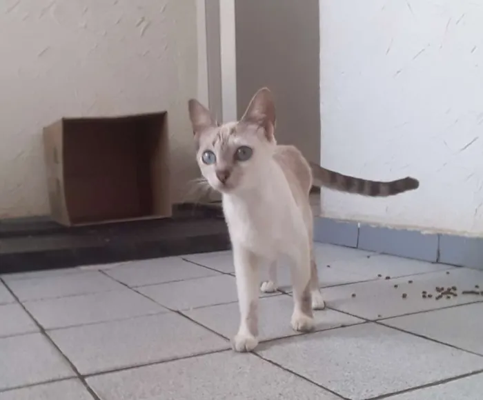 Gato ra a Siamesa clara idade 7 a 11 meses nome Mila