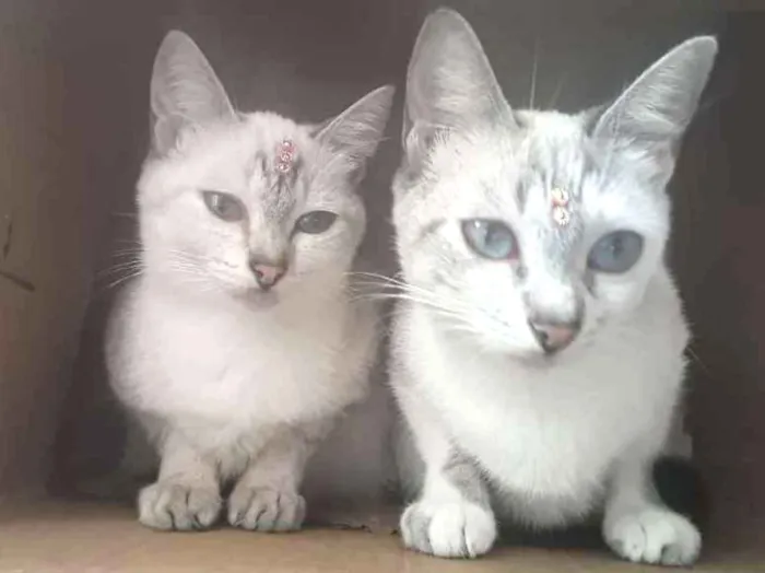 Gato ra a Siamesa clara idade 7 a 11 meses nome Mila