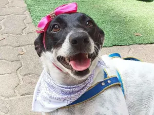 Cachorro raça srd idade 2 anos nome Luna