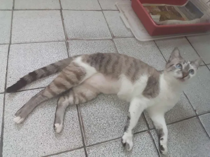 Gato ra a Siamesa clara idade 7 a 11 meses nome Mila