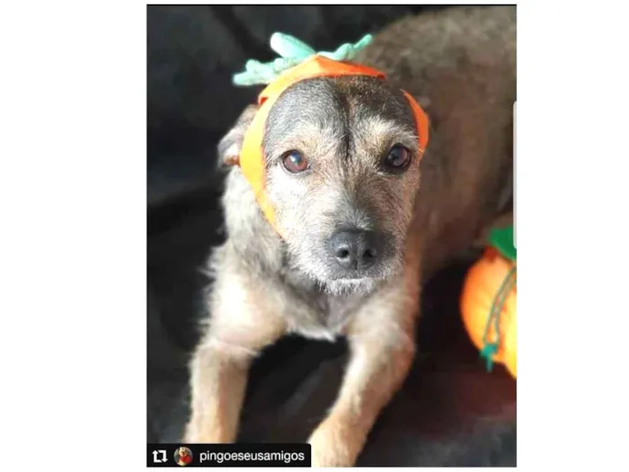 Cachorro ra a SRD idade 2 anos nome Naná