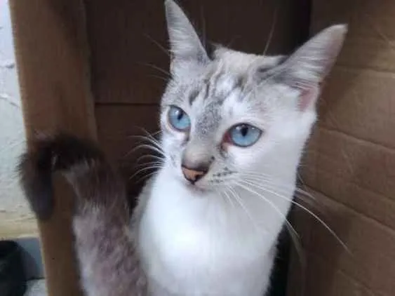 Gato ra a Siamesa clara idade 7 a 11 meses nome Mila
