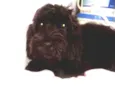 Susi