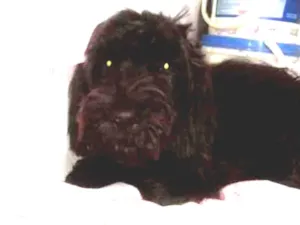 Cachorro raça  idade 2 a 6 meses nome Susi