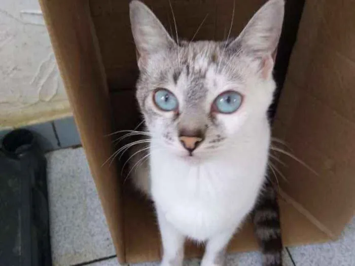 Gato ra a Siamesa clara idade 7 a 11 meses nome Mila