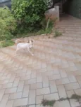 Bolt