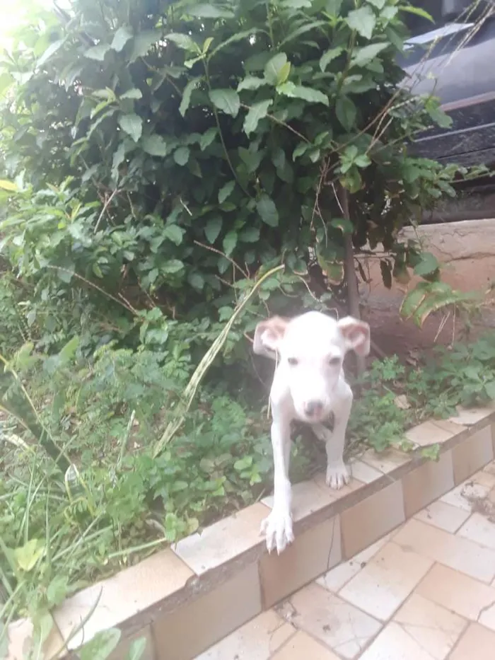 Cachorro ra a Srd idade 2 a 6 meses nome Bolt