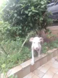 Bolt