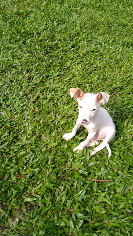 Cachorro ra a Srd idade 2 a 6 meses nome Bolt