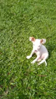 Bolt