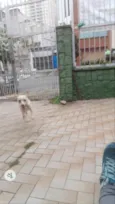 Laila