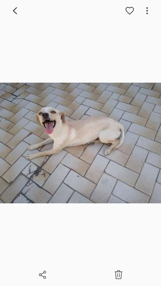 Cachorro ra a Srd idade 2 anos nome Laila 