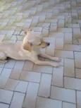 Laila