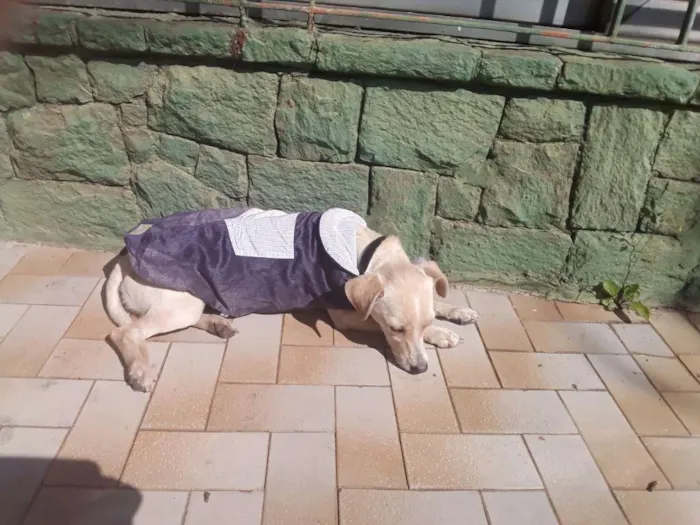Cachorro ra a Srd idade 2 anos nome Laila 