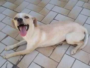Cachorro ra a Srd idade 2 anos nome Laila 