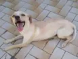 Laila