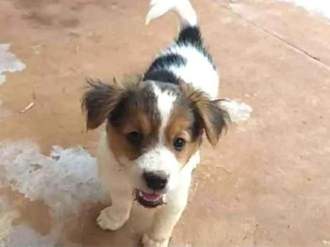 Cachorro ra a Srd idade Abaixo de 2 meses nome Sem nome