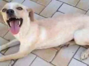 Cachorro raça Srd idade 2 anos nome Laila 