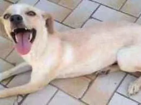 Cachorro ra a Srd idade 2 anos nome Laila 