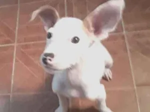 Cachorro raça Srd idade 2 a 6 meses nome Bolt