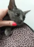 Gato raça SRD idade Abaixo de 2 meses nome Pretinha e Cinzinha