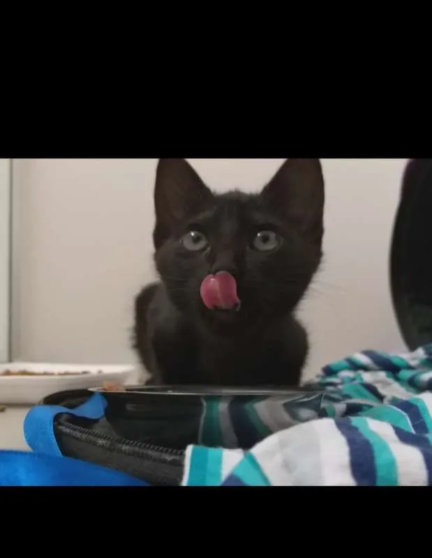 Gato raça SRD idade Abaixo de 2 meses nome Pretinha e Cinzinha