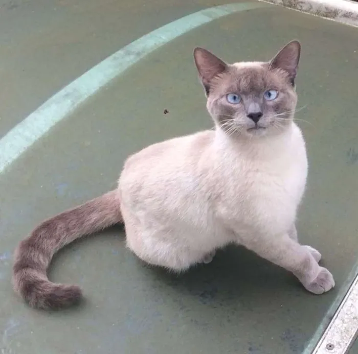 Gato ra a Sialata idade 2 anos nome Luc