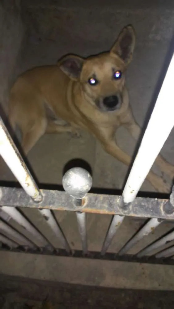 Cachorro ra a Vira-lata idade  nome Não identificado