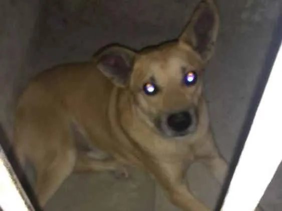 Cachorro ra a Vira-lata idade  nome Não identificado
