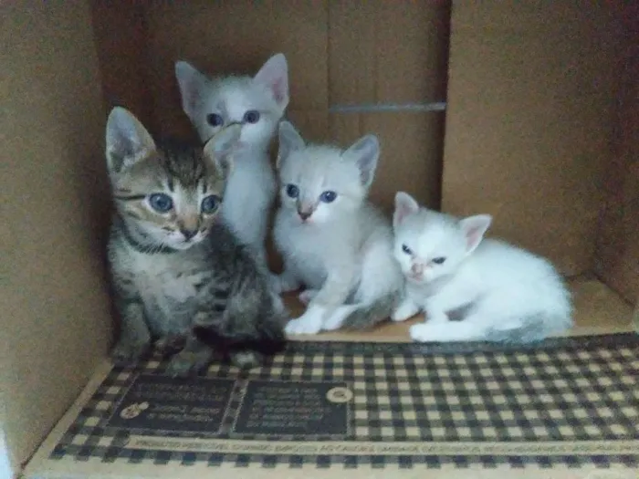 Gato ra a Vira-lata idade Abaixo de 2 meses nome Não identificado