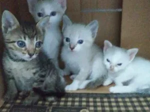 Gato raça Vira-lata idade Abaixo de 2 meses nome Não identificado