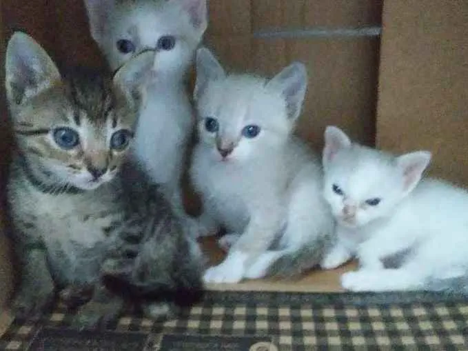 Gato ra a Vira-lata idade Abaixo de 2 meses nome Não identificado