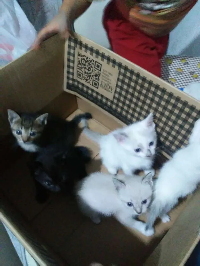 Gato ra a Vira-lata idade Abaixo de 2 meses nome Não identificado
