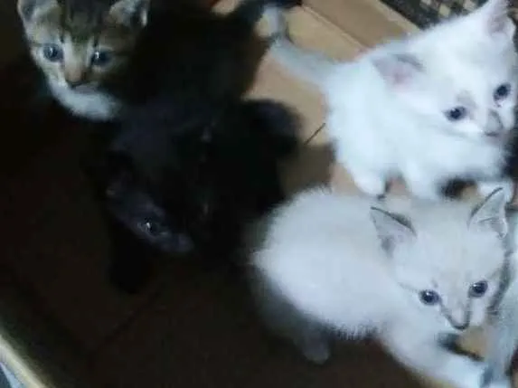 Gato ra a Vira-lata idade Abaixo de 2 meses nome Não identificado