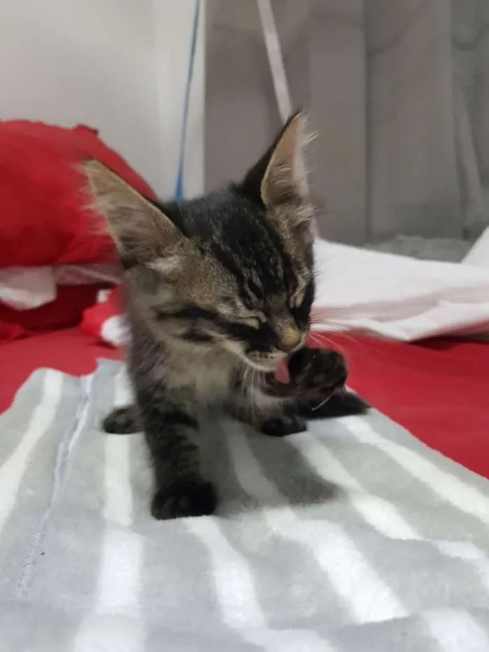 Gato ra a Srd idade Abaixo de 2 meses nome Tigradinha