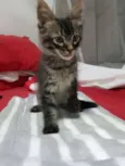 Tigradinha
