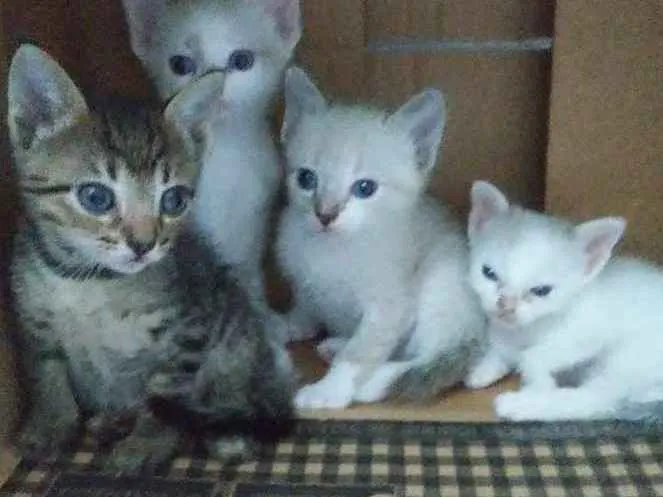 Gato ra a Vira-lata idade Abaixo de 2 meses nome Não identificado