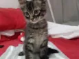 Tigradinha
