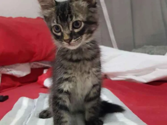 Gato ra a Srd idade Abaixo de 2 meses nome Tigradinha