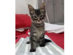 Gato raça Srd idade Abaixo de 2 meses nome Tigradinha