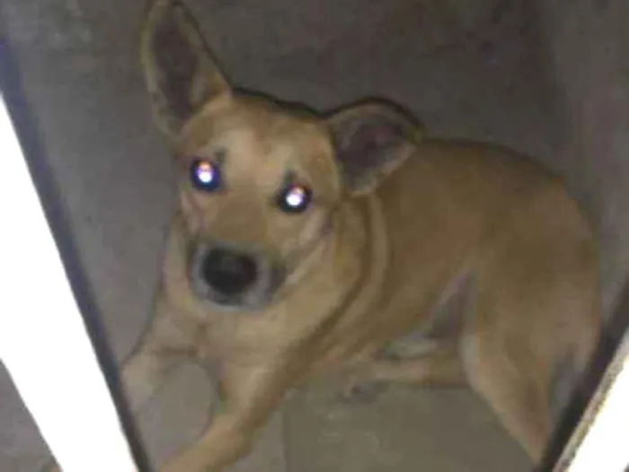 Cachorro ra a Vira-lata idade  nome Não identificado