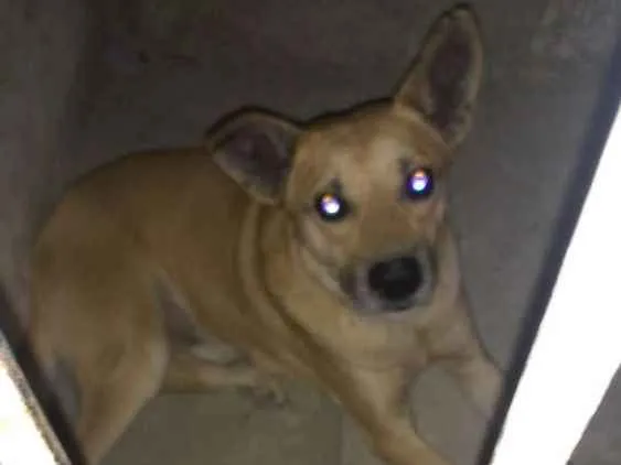 Cachorro ra a Vira-lata idade  nome Não identificado
