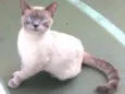 Luc